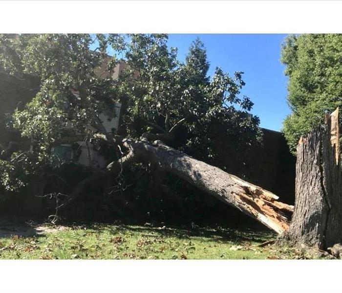 large tree split in two with one part on top of house. Blue sky and green grass.
