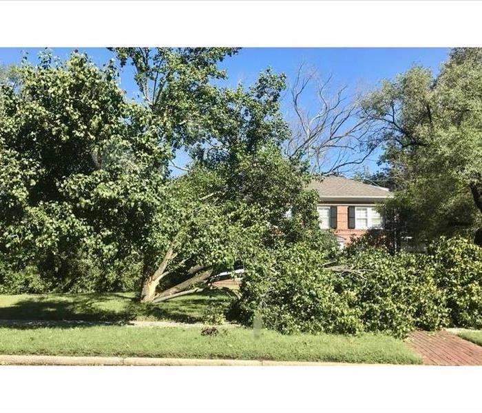 split tree in front of two-story brick house with blue sky and green grass in front. 