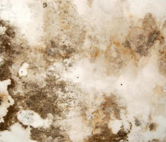 brown mold in various shades on a ceiling.